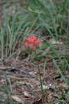 Magic lily <BR>Red spider lily